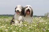 BEARDED COLLIE 055